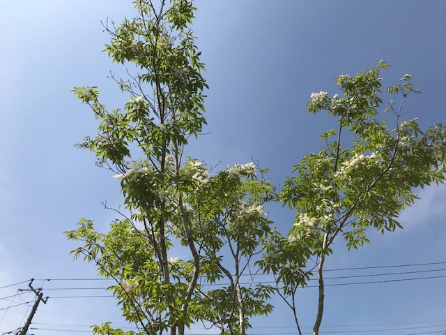 アオダモの花言葉